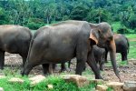 Pinnewala sloní sirotčinec