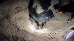 Ras Al Had - želva kladoucí vajíčka