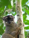 lemur hnědý