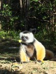 lemur sifaka zlatý
