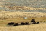 Stádečko bizonů