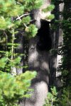 medvídě baribala, Yellowstone