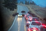 Bizoni jdou přes silnici