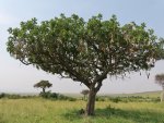 Salámový strom